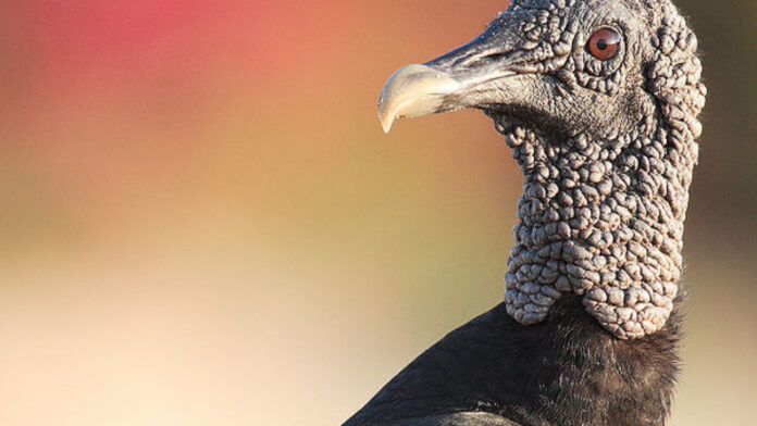600px-Coragyps-atratus-002-1280x720-1.jpg