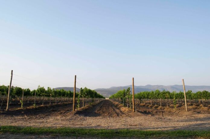 Los 5 viñedos que tienes que conocer en San Miguel