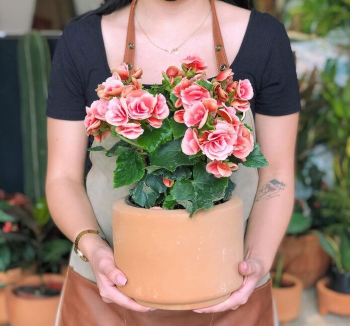 tiendas-plantas-cdmx-ramasantamx.jpg